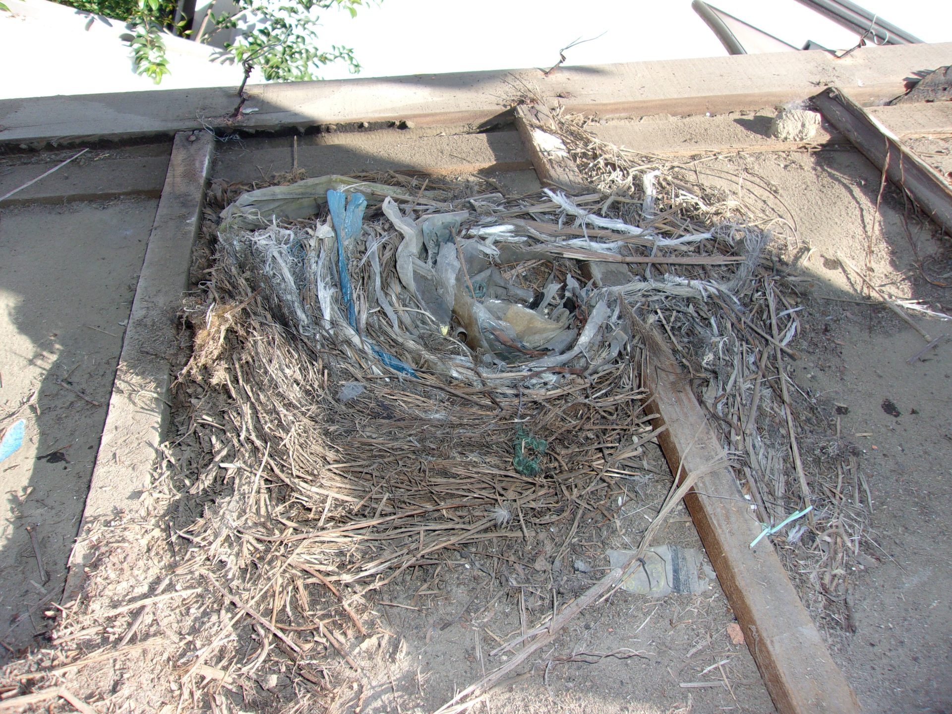 瓦内部で発見された鳥の巣